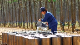Cao su Đắk Lắk sắp trả cổ tức còn lại 2024 bằng tiền mặt