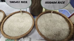 Doanh nghiệp xuất khẩu gạo, cà phê kiến nghị bỏ thuế VAT