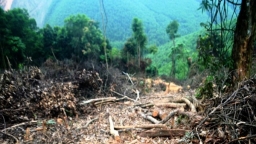 Nghệ An: Vụ chặt phá rừng ở Nghĩa Đàn có thể bị phạt tới 37,5 triệu đồng