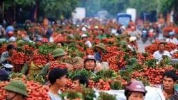 Không 'ngăn sông, cấm chợ' phương tiện vận chuyển vải thiều từ Bắc Giang