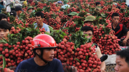 Không thể xuất khẩu vải thiều sang Nhật năm nay