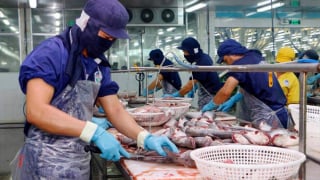 Xuất khẩu cá tra 10 tháng đạt trên 1,7 tỷ USD, năm 2024 có thể vượt 2 tỷ USD