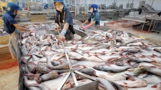 Kết luận rà soát hành chính thuế chống bán phá giá cá tra Việt Nam sang Mỹ