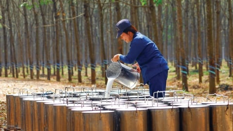 Cao su Đắk Lắk sắp trả cổ tức còn lại 2024 bằng tiền mặt