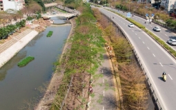 Bộ Công an yêu cầu định giá cây xanh ở Hà Nội