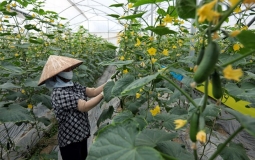 Bắc Giang tập trung đầu tư phát triển nông sản theo chuỗi giá trị
