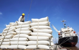 Việt Nam trúng 8/17 gói thầu 500.000 tấn gạo của Indonesia
