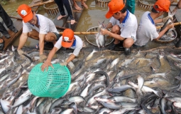 Thị trường Trung Quốc, Hồng Kông “cứu” giá cá tra do xuất khẩu sang Mỹ giảm sâu