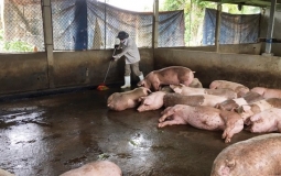 Hà Tĩnh: 3 huyện tái phát bệnh dịch tả lợn châu Phi