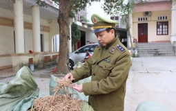 Lạng Sơn: Thu giữ gần 1 tấn nguyên liệu thuốc bắc nhập lậu