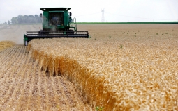 Các nhà nhập khẩu châu Á chật vật tìm nguồn cung mới cho lúa mì