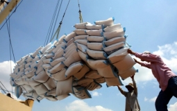 Ấn Độ cân nhắc áp thuế xuất khẩu gạo