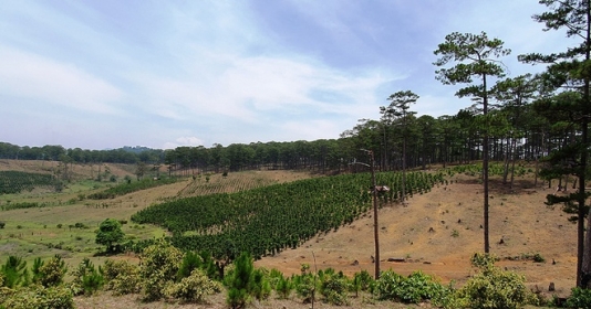 Viện Khoa học Lâm nghiệp Nam Trung Bộ và Tây Nguyên: Buông lỏng quản lý, để mất hơn 2.000 ha rừng