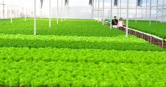 Sản phẩm nông nghiệp tiêu biểu Quảng Ninh  Cổng thông tin điện tử thành  phố Móng Cái