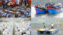 Triển vọng cổ phiếu thuỷ sản dựa theo doanh thu và cơ hội 