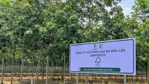 Cao su Đắk Lắk đạt lợi nhuận quý 1/2025  tăng vọt 167%