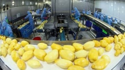 Fruit processor Antesco to build $16 mln plant in southern Vietnam