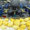 Fruit processor Antesco to build $16 mln plant in southern Vietnam
