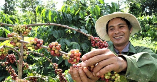 Nescafé unveils $1 bln plan for coffee sustainability, focusing on Vietnam