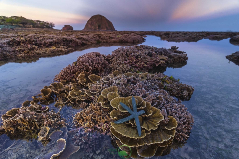 A coral reef at the Hon Yen national relic site in Phu Yen province, south-central Vietnam. Photo courtesy of VOV.