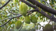 Sầu riêng được chuẩn hóa quy trình kiểm soát an toàn thực phẩm