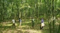 Tín chỉ carbon rừng: Phía sau nguồn lợi hàng trăm tỷ đồng