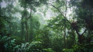 Thị trường carbon: Việt Nam đang ở đâu?