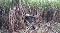 Sức ép dư cung và hàng lậu ‘bóp nghẹt’ ngành mía đường