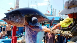 Vietnam fishing industry strives to remove EU yellow card warning