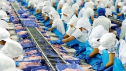 Vietnam's largest pangasius exporter enjoys benefit of trade war