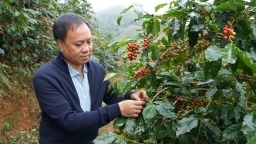 Businesses struggle amid surging coffee prices