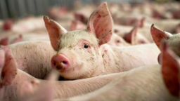 Vietnam to export pork to China amid supply glut