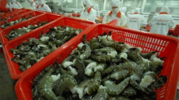 Vietnam leads in shrimp exports to South Korea