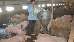 Vietnam struggles to meet food safety standards for exports