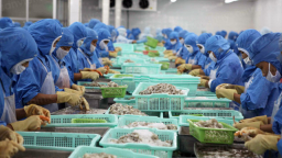 US imposes a rising anti-dumping duty on Viet Nam’s shrimp exports