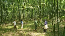 Tín chỉ carbon rừng: Phía sau nguồn lợi hàng trăm tỷ đồng