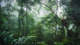 Thị trường carbon: Việt Nam đang ở đâu?