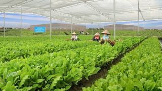 It is not easy to grow organic food in Vietnam