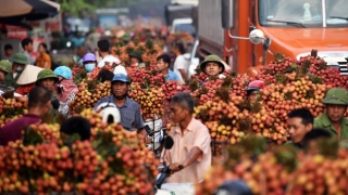 Thủ phủ vải thiều Lục Ngạn nhộn nhịp vào mùa