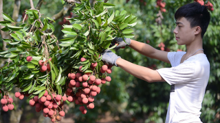 Gian truân hành trình nâng cao giá trị vải thiều Bắc Giang