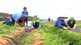 Xây dựng nhãn hiệu chứng nhận 'Cà rốt Lương Tài'