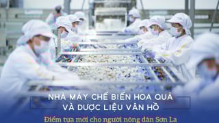 Nhà máy chế biến hoa quả và dược liệu Vân Hồ: Điểm tựa mới cho người nông dân Sơn La