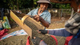 Sản xuất cà phê lâm nguy vì biến đổi khí hậu