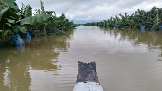 Nước lũ nhấn chìm 1.500 ha cây ăn trái của Hoàng Anh Gia Lai