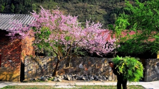 Phát triển Cao nguyên đá Đồng Văn thành khu du lịch đặc biệt