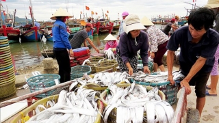 Nhộn nhịp làng biển Quảng Bình