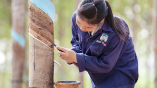 HAGL bị thu hồi 742 ha đất trồng cao su tại Campuchia
