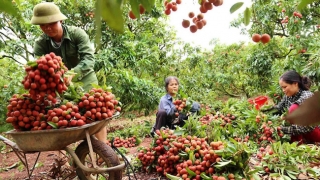 Bộ Công thương vào cuộc hỗ trợ Bắc Giang tiêu thụ nông sản trong tâm dịch