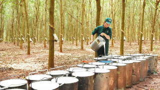 'Vàng trắng' tăng phi mã, doanh nghiệp cao su lãi lớn