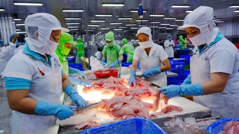 Xuất khẩu cá tra Việt Nam tìm ‘mỏ vàng’ mới